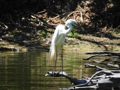 Ardea alba