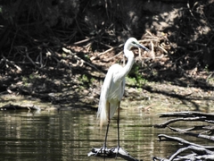 Ardea alba