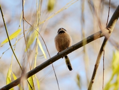 Aegithalos glaucogularis