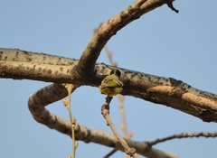 Periparus venustulus