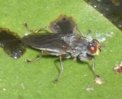 Hydromyza livens