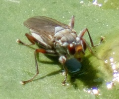 Hydromyza livens