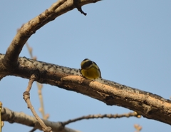 Periparus venustulus