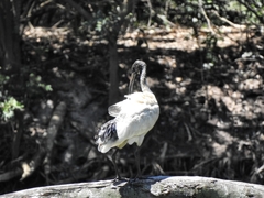 Threskiornis molucca