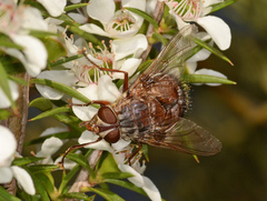 Rutilia