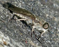 Tabanus autumnalis