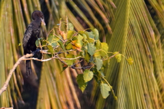 Microcarbo niger