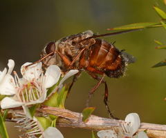 Rutilia