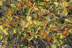 Dendrophthoe falcata