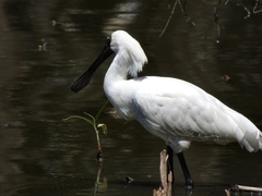 Platalea regia