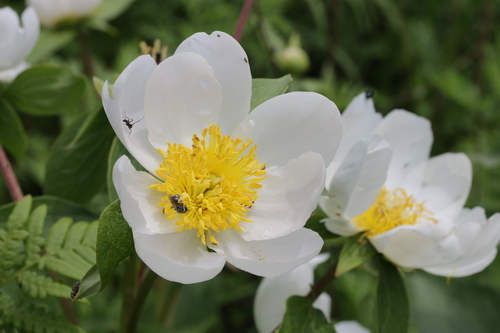 Chinese peony