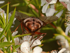 Rutilia