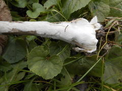Basidiomycota