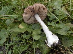 Basidiomycota