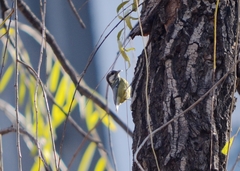 Periparus venustulus