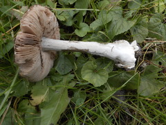 Basidiomycota