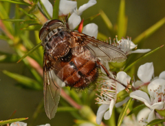 Rutilia
