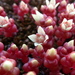 Sedum andegavense - Photo (c) François-Xavier Taxil, some rights reserved (CC BY-NC), uploaded by François-Xavier Taxil