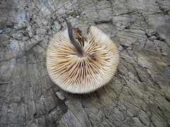 Basidiomycota