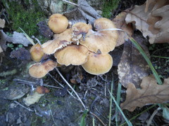 Basidiomycota