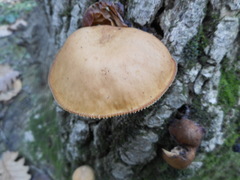 Basidiomycota