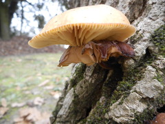 Basidiomycota