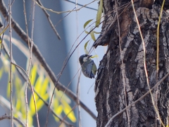 Periparus venustulus