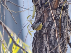 Periparus venustulus