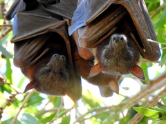 Pteropus scapulatus