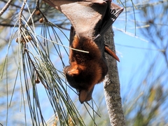 Pteropus scapulatus