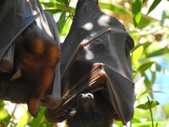Pteropus scapulatus