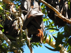 Pteropus scapulatus