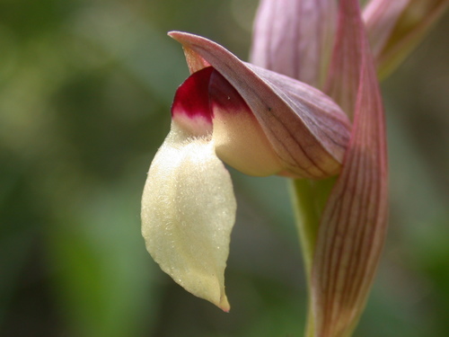 Tongue Orchid