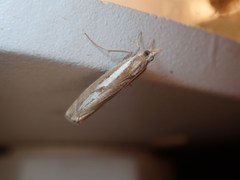 Catoptria