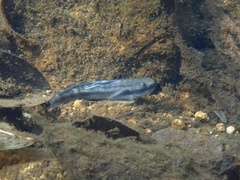 Sicyopterus longifilis