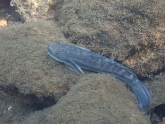 Sicyopterus longifilis