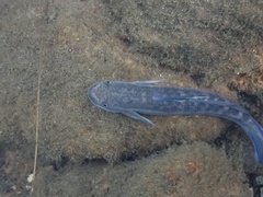 Sicyopterus longifilis