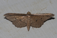 Pharambara splendida