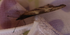 Libythea
