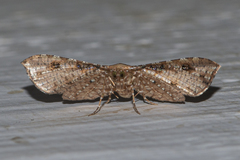 Pharambara splendida