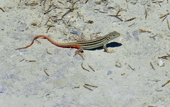 Acanthodactylus erythrurus