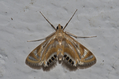 Eoophyla sejunctalis