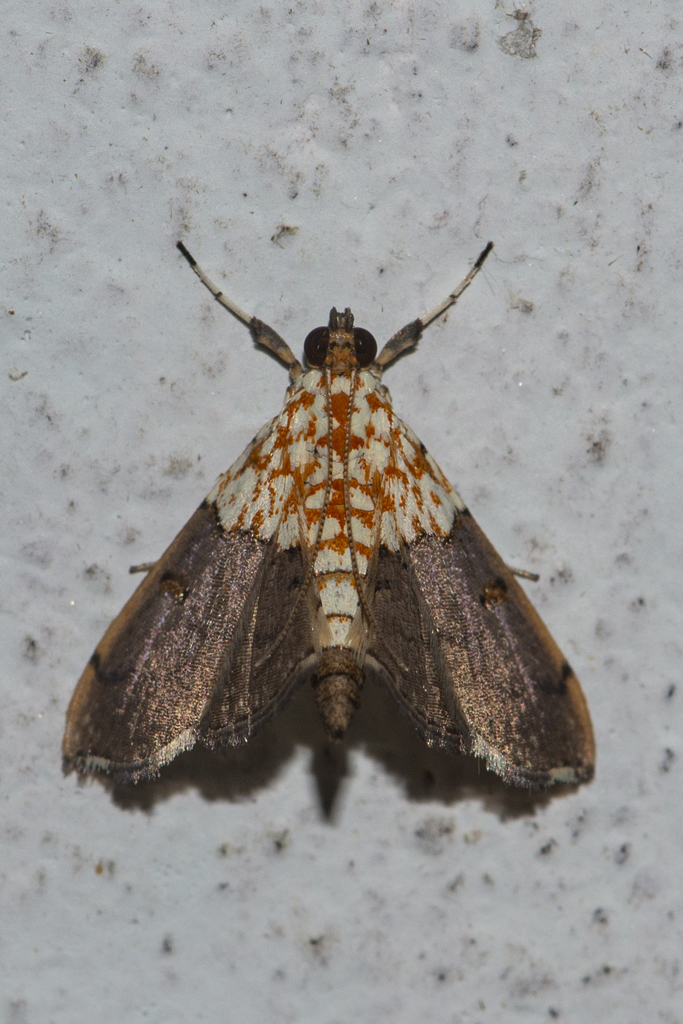 Agrotera discinotata