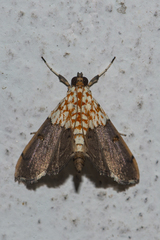 Agrotera posticalis