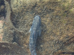 Sicyopterus longifilis