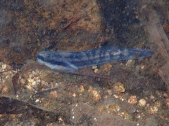 Sicyopterus longifilis