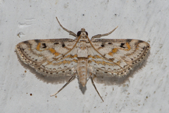 Parapoynx stagnalis