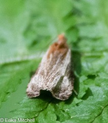 Olethreutes quadrifidum