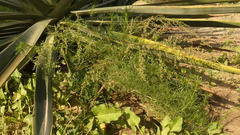 Artemisia scoparia