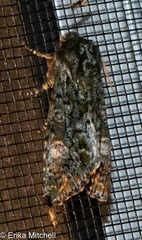 Copivaleria grotei